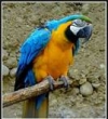 Gorgeous blue and gold male and female Macaw Parrots 